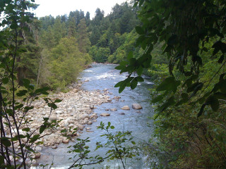 River forest trees rocks bank - river free wallpaper