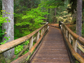 Wooden bridge forest dog looking - the bridge free wallpaper