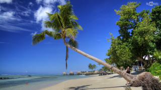 Palm tree beach people walking - leaning free wallpaper for desktop