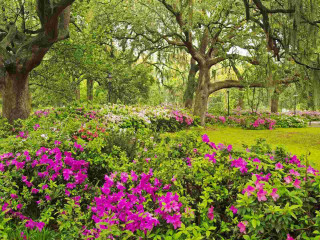 Lush green park blooming flowers - a lush green park free wallpaper