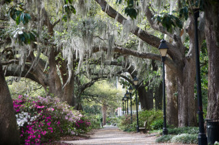 Tree lined street lamppost flowers - elizabeth charleston free wallpaper