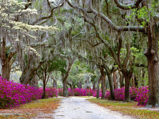 Purple flower dirt road forest - spanish free wallpaper