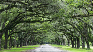 Road lined with trees spanish - spanish free wallpaper