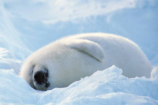 Polar bear sleeping snow head - brian snøddy free wallpaper for desktop