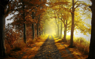 Forest path trees grass nature 2 - autumn free wallpaper for desktop