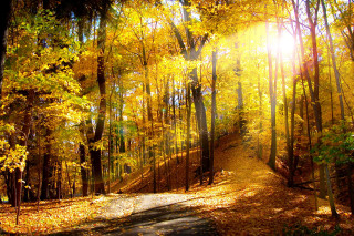 Path woods yellow leaves sun - a bright sun free wallpaper