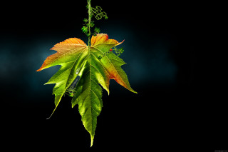 Green leaf yellow branch 3d - behance hd free wallpaper