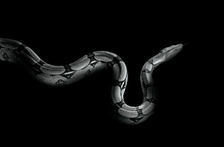 Snake dark tail curled head - evert collier free wallpaper