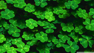 Green shamrocks wallpaper background backdrop - cornelia parker free wallpaper