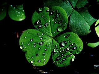 Four leaf clover water droplets 2 - denis eden free wallpaper