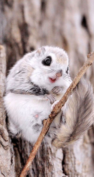 Small rodent tree branch mouth - free forest wallpaper for mobile