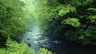 River lush forest trees bushes 3 - the center of the picture free wallpaper for desktop