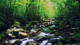 Stream lush green forest rocks 2 - a lush green forest free wallpaper