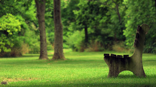 Bench grassy area trees background - a grassy area free wallpaper