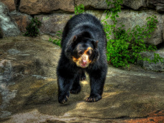 Black bear rock forest green - a black bear free wallpaper