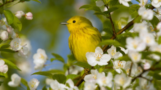 Yellow bird branch white flowers - a yellow bird free wallpaper for desktop