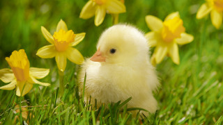 Small white duck grass yellow 2 - yellow flower and grass free wallpaper