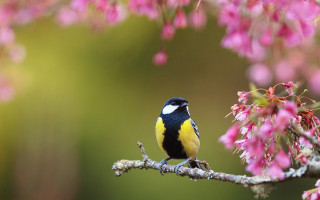 Bird branch pinkflowers macro blurry - free bird wallpaper