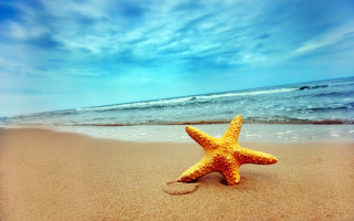 Starfish beach ocean waves crashing - a starfish free wallpaper for desktop