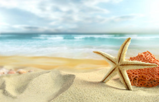 Starfish sandy beach ocean blue - a starfish free wallpaper