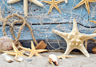 Starfish shells beach blue wall - a beach next free wallpaper