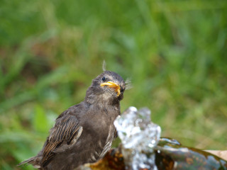 Bird wood fountain grass background - a piece of wood free wallpaper