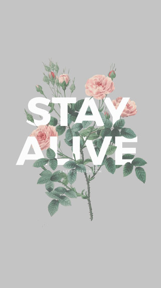 Rose stay alive gray background - alive free wallpaper