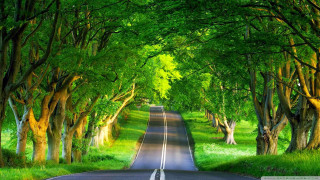 Road surrounded trees grass green - both side free wallpaper for desktop