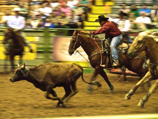 Man horse cow rodeo arena - a horse next free wallpaper