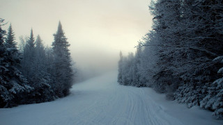Skiing snow slope trees forest - a person riding free wallpaper