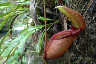 Flower red substance hanging forest - free nature wallpaper