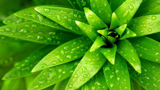 Green plant water droplets macro 8 - a green plant free wallpaper for desktop