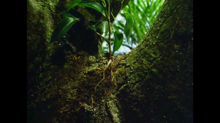 Tree green leaves branches roots - andy goldsworthy free wallpaper