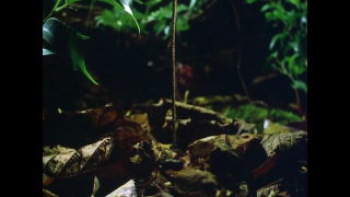 Plant long stem forest floor - leaf free wallpaper