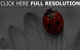 Ladybug flower water droplets click - a ladybug free wallpaper
