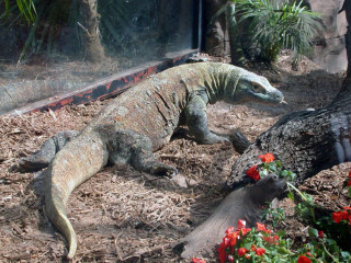 Large lizard garden tree flowers - an illustration of free wallpaper