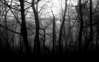 Black white trees foggy woods - dark atmosphere free wallpaper for desktop