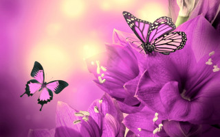 Butterfly purple flower pink background - a white butterfly free wallpaper