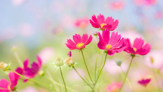 Pink flowers field grass background - ammi phillips free wallpaper