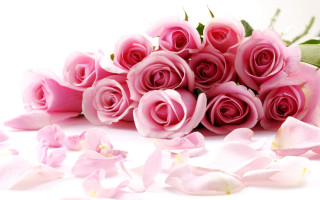 Bouquet pink roses petals white - pink rose free wallpaper for desktop