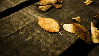 Leaf wooden surface surrounding leaves - david brewster free wallpaper