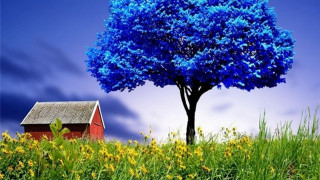 Tree red house blue sky - vibrant color free wallpaper