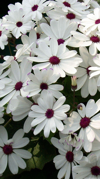 White flowers red centers garden - free flowers wallpaper for mobile