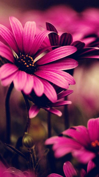Pink flowers field blurry depth - betye saar free wallpaper