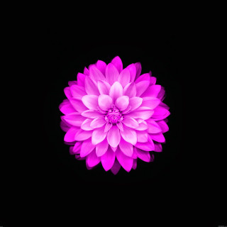 Pink flower dark background white - 4k uhd image free wallpaper for tablet