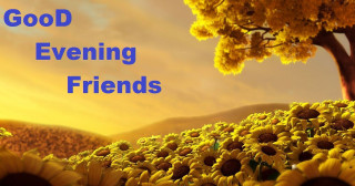 Sunflower field tree evening friends 2 - bright morning free wallpaper