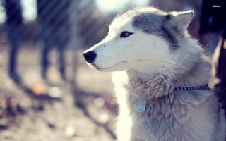 Husky dog woods looking distance - husky free wallpaper for desktop