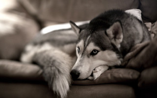 Husky dog couch pillow head - caspar wolf free wallpaper