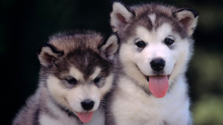 Two husky dogs sitting panting - husky free wallpaper