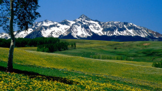 Tree field mountain background yellow - douglas robertson bisset free wallpaper